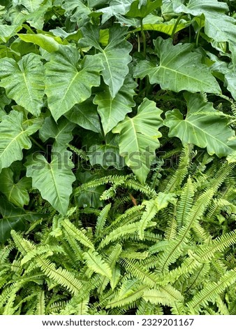 Two different types of green plants with two different types of leaves intersecting