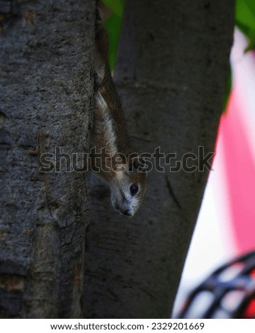 photographing a squirrel on a tree