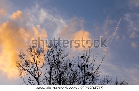 Silhouette of crows on the tree with sunset sky background
