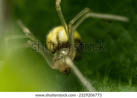 macro photography of small spider