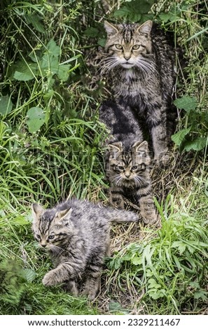 Scottish Wilcat and two kittens