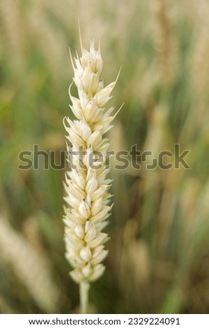 Macro shot of grain field in summer
