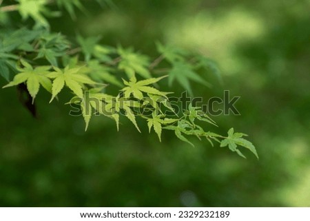 tree leaves with healthy green color in summer