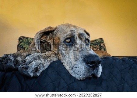 This is a photo of a Great Dane. Royalty-Free Stock Photo #2329232827