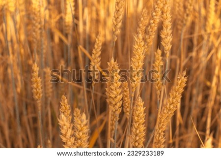 The ears of barley meadows are yellow, the barley is ready for harvesting. Grains for baking bread. Agriculture. Royalty-Free Stock Photo #2329233189