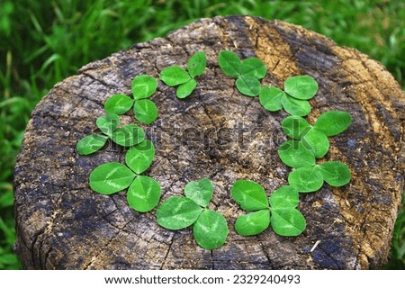  Three-leaf and one four-leaf clovers arranged in a lucky circle. Green clover leaves circle on a wooden log.
