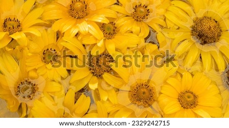 background with yellow flowers for postcard banner