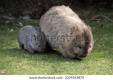 Baby Wombat with Mother in Tasmania, Australia Royalty-Free Stock Photo #2329243875