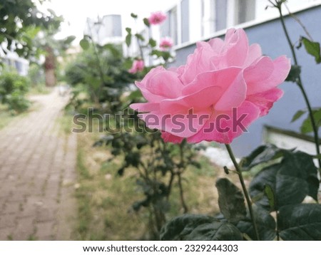 Ornaments of nature flowers. pink rose.