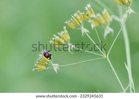 Macro photo of Asian ladybug in latin called harmonia axyridis