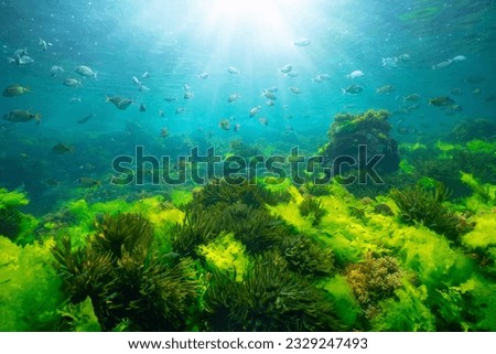 Green seaweed underwater with sunlight and shoal of fish, natural seascape in the Atlantic ocean, Spain, Galicia, Rias Baixas Royalty-Free Stock Photo #2329247493