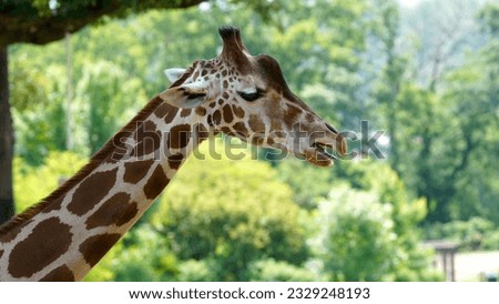 Closeup of Giraffe with open mouth in a zoo in Omaha, NE
