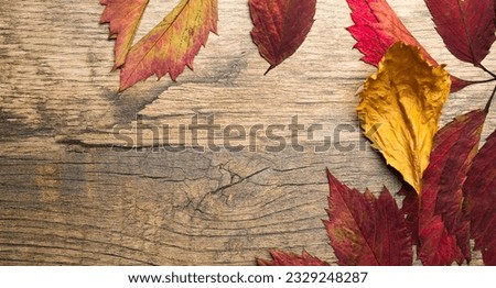 autumn background with beautiful dry leaves