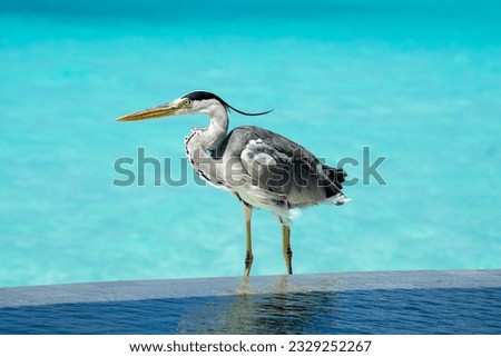 Heron standing still from the pool into the ocean in Bali