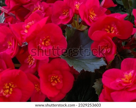 Begonia red Belove Flowers, close up.  Royalty-Free Stock Photo #2329253603