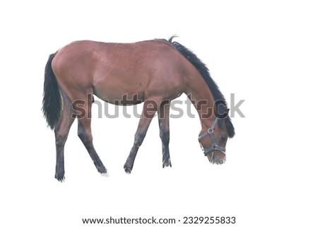 A brown horse in grazing on a green meadow
