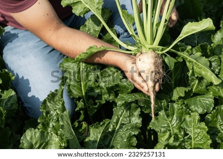 Man holding a fresh sugar beat right from the earth on green field Royalty-Free Stock Photo #2329257131
