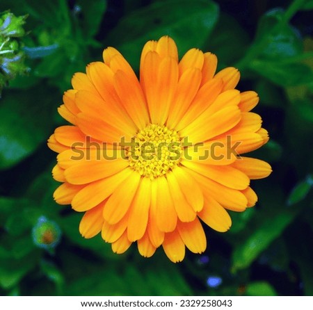 Vibrantly blooming calendula flower showcases delicate beauty and freshness in nature.