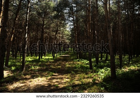 Forest landscape.Beautiful forest nature. Tall old pine trees. Summer sunny day. Azerbaijan nature