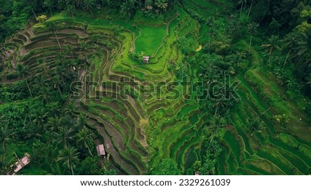 Tegallalang rice terraces. Tropical landscape palm tree forest jungle on Bali Island Indonesia. Royalty-Free Stock Photo #2329261039