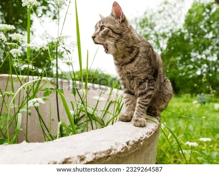 Portrait of a young small tubby cat with open mouth. Rural green country background. Animal living in a rural area. Selective focus. Royalty-Free Stock Photo #2329264587