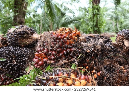 Close up of fresh oil palm fruits. Palm oil, a well-balanced healthy edible oil is now an important energy source for mankind. It comes from the fruit itself.