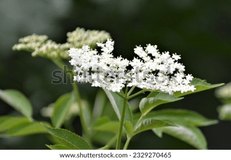 Conium maculatum, colloquially known as hemlock, poison hemlock or wild hemlock, is a highly poisonous biennial herbaceous flowering plant in the carrot family Apiaceae Royalty-Free Stock Photo #2329270465