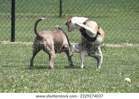 Two beautiful dog buddies wrestling and playing together outside on a beautiful day.