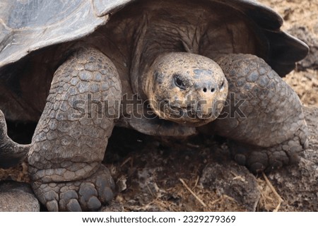Close up picture of a Giant Galapagos tortoise.  He is an ancient creature with huge legs and feet and is looking at the camera.  You can see his big feet and toes and he is staring at the camera.