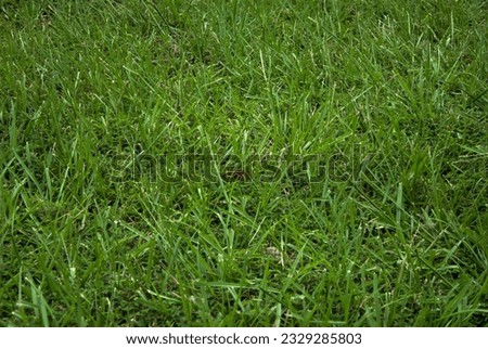 Tall fescue Unlike grasses that spread by horizontal above- and below-ground stems, tall fescue is a bunch-type grass. It grows in clumps and spreads primarily through . Royalty-Free Stock Photo #2329285803