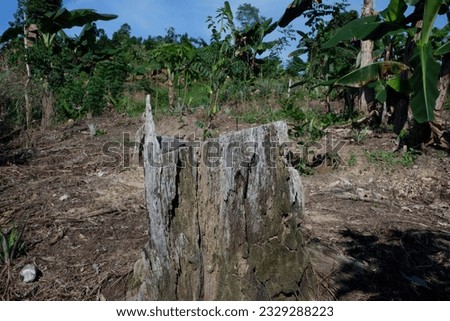 remains of dead, old and dry tree trunks due to illegal logging of trees to clear plantation land. for the concept photo of forest destruction