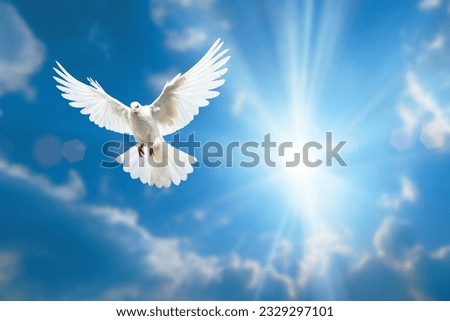 white dove flying on blue sky for freedom concept in clipping path,international day of peace ,Pray for Ukraine and No war concept