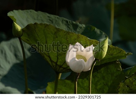 the white lotus flower on the black background