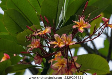 frangipani flowers with a mix of orange, yellow, white and pink
