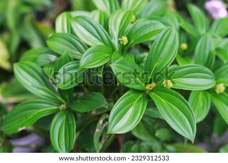 fresh green Medinilla speciosa plant with young fruit