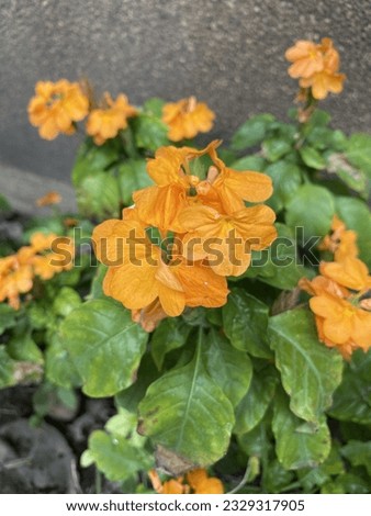 Crossandra infundibuliformis - Orange marmalade, firecracker flower