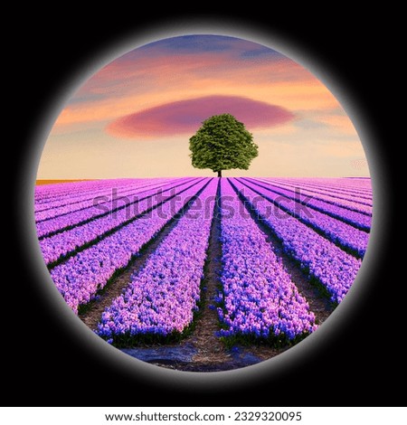 Picture in a circle on black background. Spherical image of alone tree among a field of blooming hyacinth flowers. Fantastic morning scene on the flowers farm in Netherlands. View through the spyglass