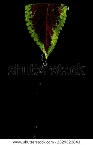 Leaf with water dripping a high speed photography Thailand Asia
