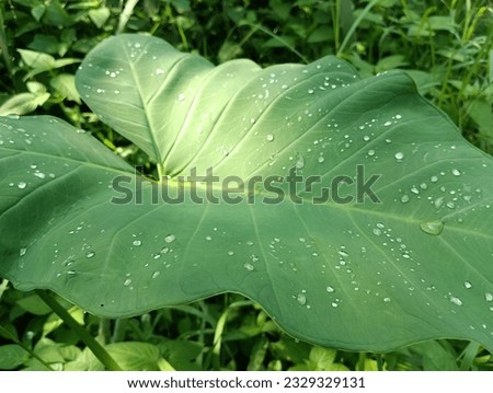 raindrops on green leaves in the morning