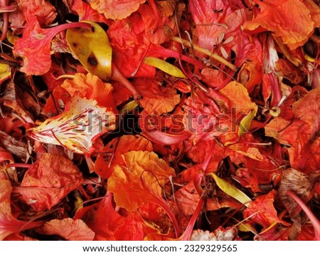 Delonix regia petals ,is a species of flowering plant in the bean family Fabaceae, subfamily Caesalpinioideae native to Madagascar. 