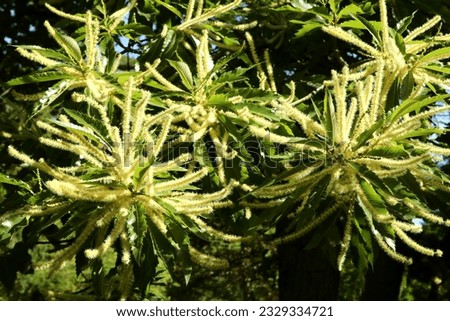 Castanea sativa, the sweet chestnut, Spanish chestnut or just chestnut. The oblong-lanceolate, toothed leaves are 16–28 centimetres. Flowers inflorescence 10-35 cm long and up to 1 cm in diameter. Royalty-Free Stock Photo #2329334721