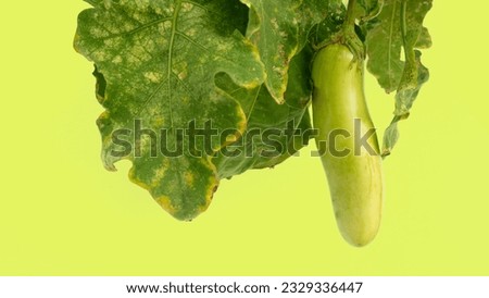 Eggplant with hanging leaves. on isolated green background.