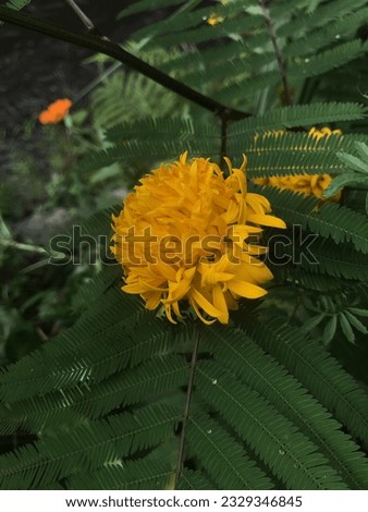 Marigold flower on the spring situation natural summer