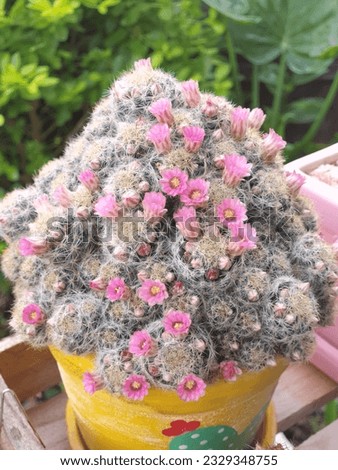 Cactus form with pink flowers, so beautiful