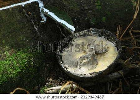 A photo of the sap of the rubber lom is taken by the farmer from the tree