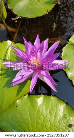 Beautiful purple lotus blooming in the tub