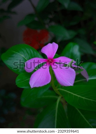 Catharanthus roseus is a perennial flowering plant in the Apocynaceae family.
Catharanthus roseus known for its reddish pink five-petaled flowers. Its scientific name is Catharanthus roseus|