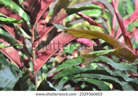Kecombrang,honje or Etlingera elatior, red and green leaves  