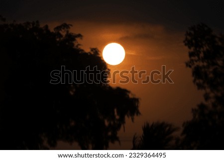 Sunset behind tree in Tamil Nadu, India
