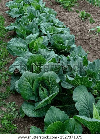 Young cabbage grows in the garden